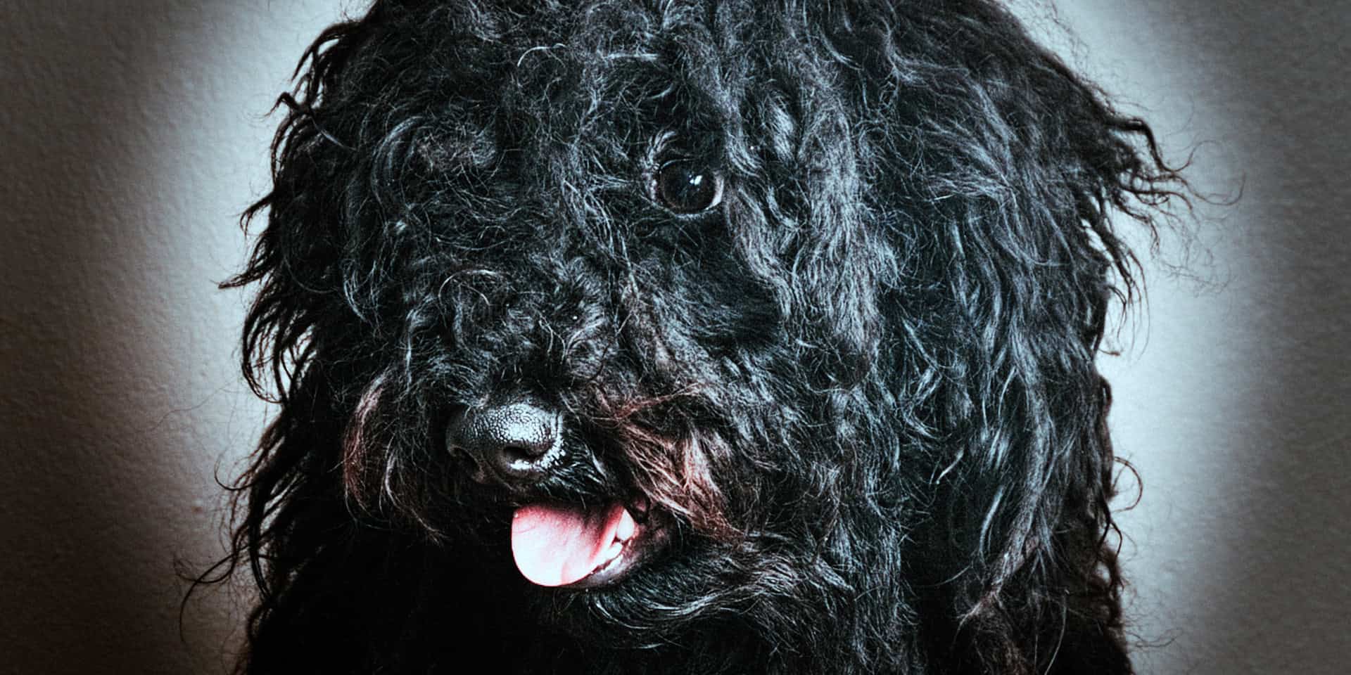 Laszlo my Puli dog